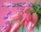 آغاز امامت و ولایت امام عصر(عج)منجی عالم و عدل گستر جهان مبارک باد